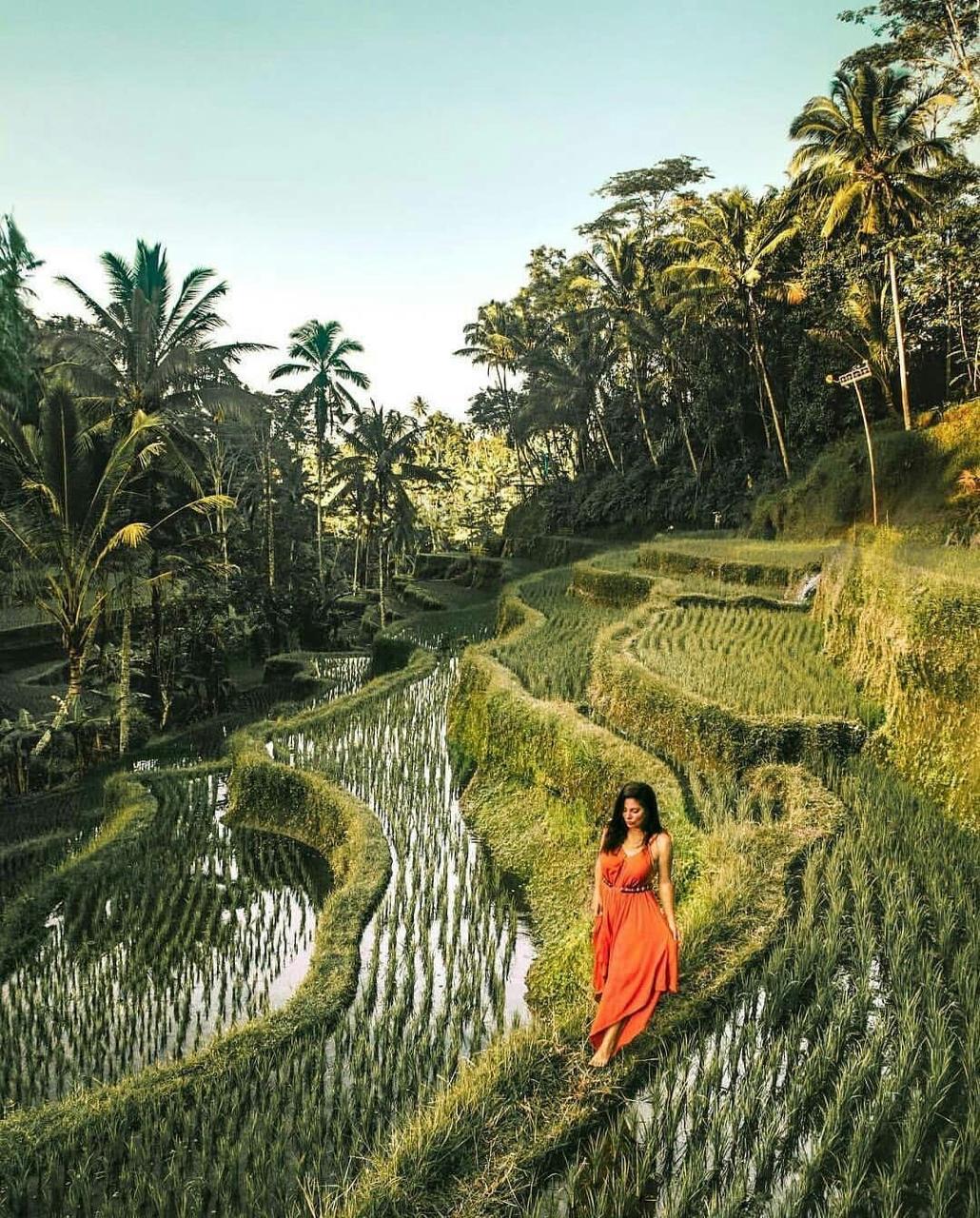 Ubud Jungle & Culture Tour